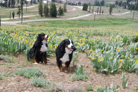 Charli-girl & Gina,my Bernese Mtn Dogs