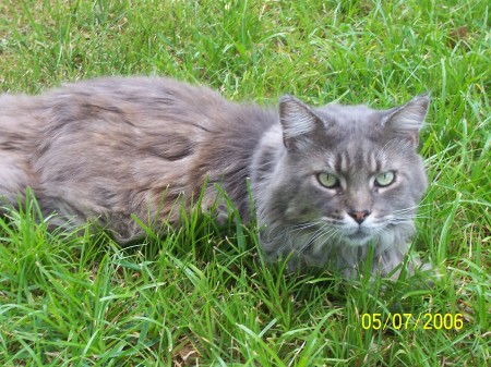 This is my Maine Coon - Henley