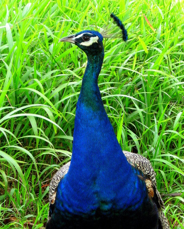 Peacock-Maui-2007