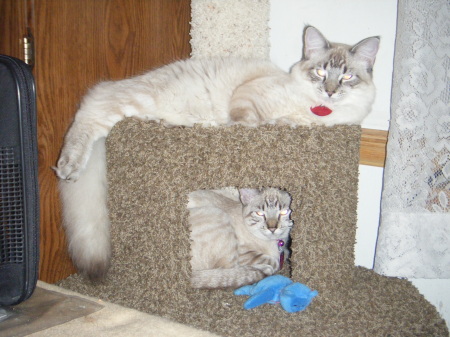 "Twin Kitties"