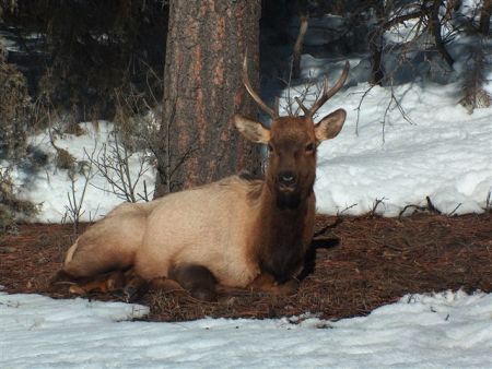 Resident Elk on our road