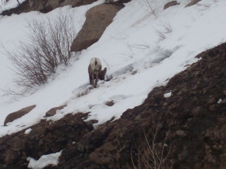 Big horn sheep