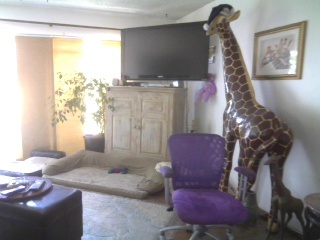 6 ft Giraffe in my living room!