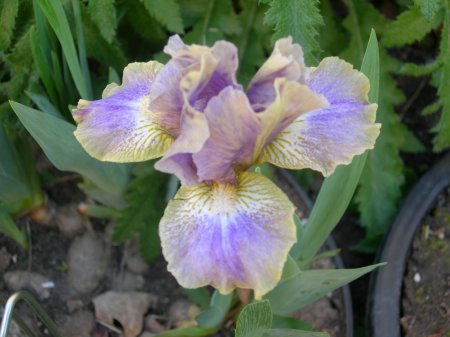 Standard Dwarf Bearded Iris 'Summoned Spirit'