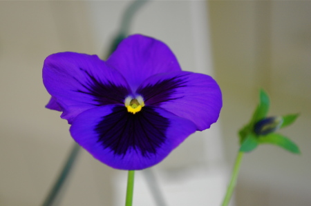 Pansy