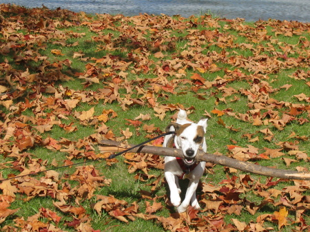 Munch and a long stick