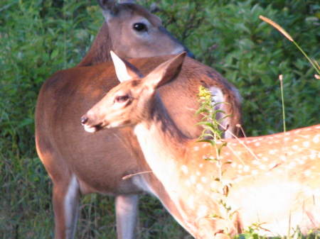 Mom & Fawn