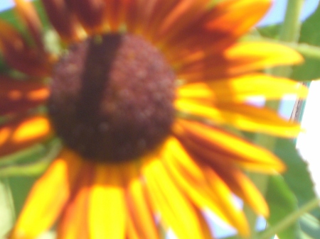 Smiling face of the SUNFLOWER!