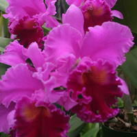 Blc. Amy Wakasugi