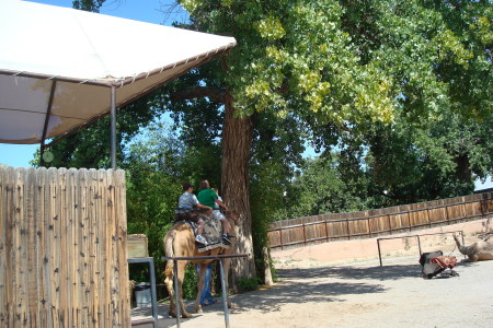 Kids on a  camel at zoo