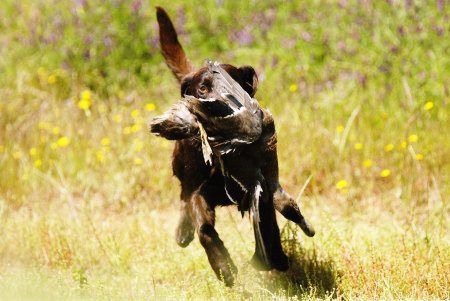 My puppy, Cabo 5-9-09