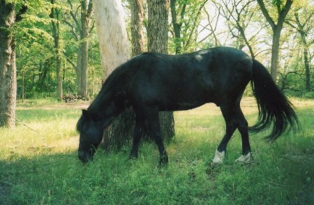 Buddy my Peruvian horse