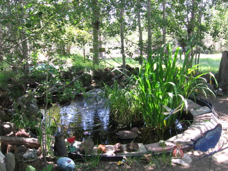 One of my hobbies (The Pond)