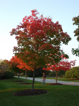 Fall 2008, Chicago Botanical Garden