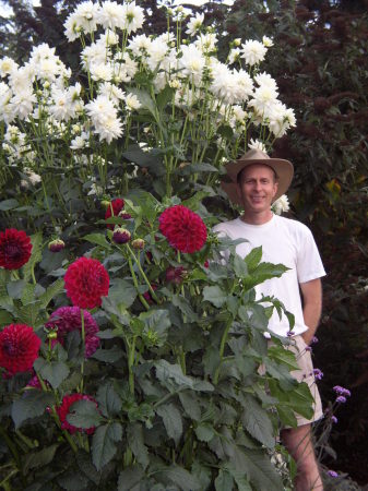 Dahlias in our garden