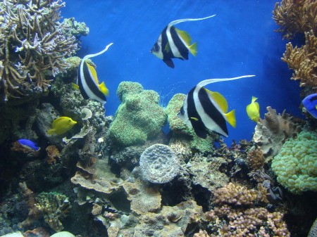 Monterey Bay Aquarium