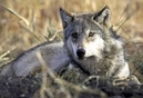 Grey Wolf in Idaho