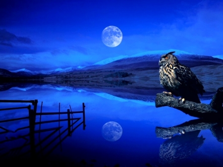 An Owl in the moonlight