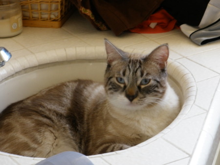 My friends cat in the sink.