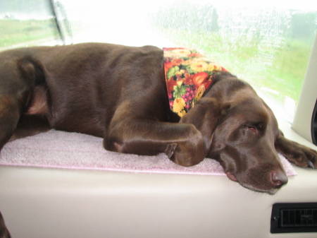 Ayla - our chocolate lab