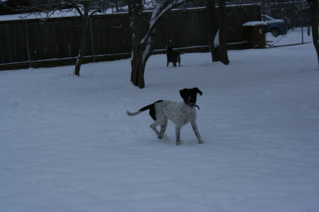 MINK playing in the snow