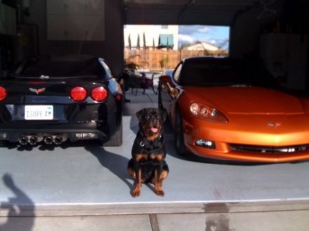 Mine & Eugenes car's & Puppy