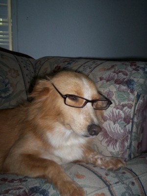 One Smart Dog!