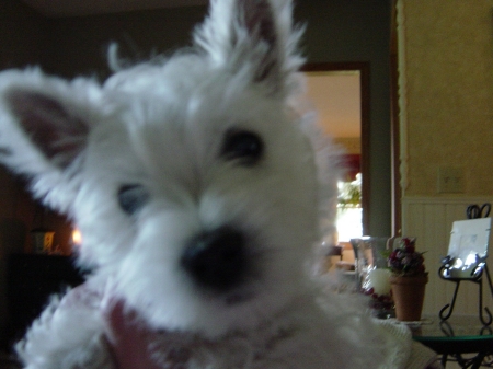 My West Highland White Terrier