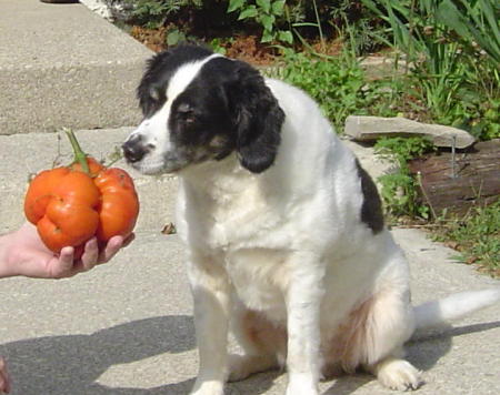 My dog Riley and the giant tomato I grew