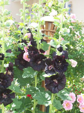 Black Hollyhock and Baby Blanket Tree Rose