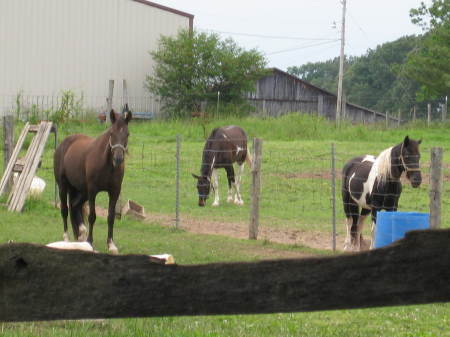 Horses at sherrie's Dad Farm KY