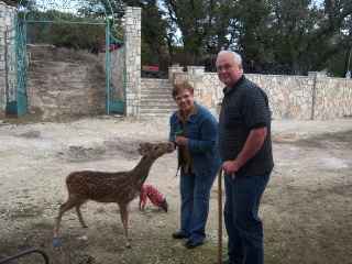 Feeding an Axis Deer at Y O Ranch Nov. 2009