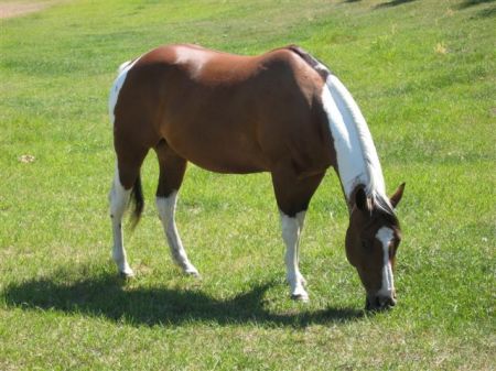 "LOVE HORSING AROUND"