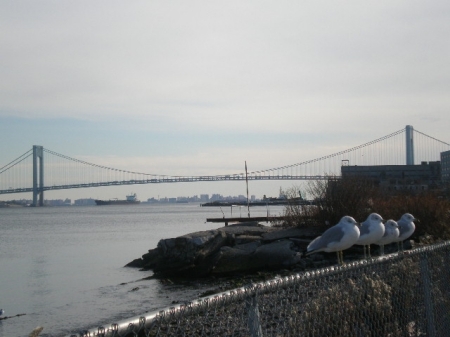 Verrazano Bridge from the Staten Island side