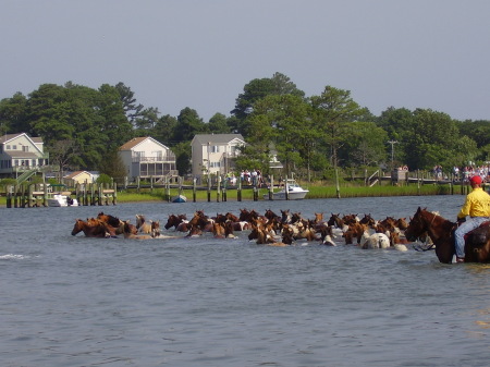 Pony swim 2009