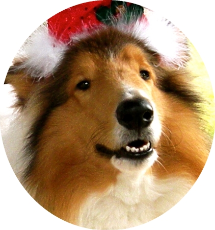 Reilly with Santa Hat