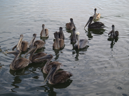 The Male Pelican and his Harem