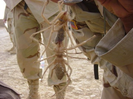 Camel Spider