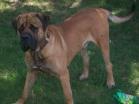 My English Mastiff