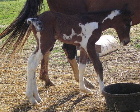 RoseMarie a few hours old