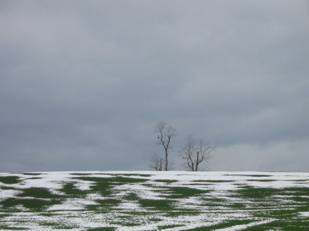 Bald Eagle at Mt. Clinton