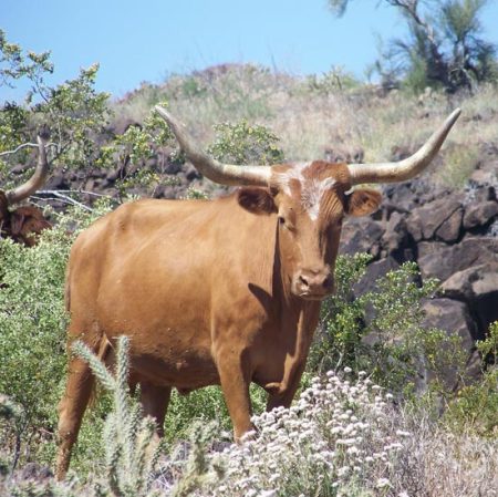 Wild Mexican Longhorn on the hiking trail