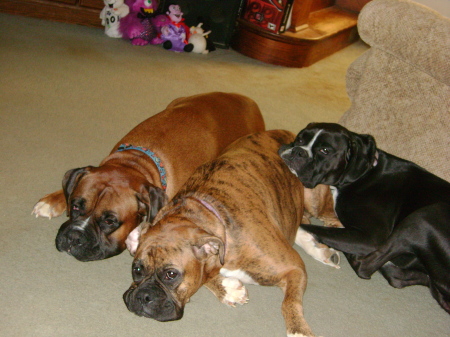 Our 3 Boxers (Sheen, Cinda & Sadie)