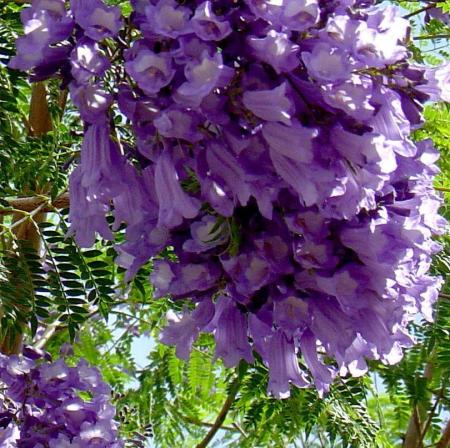 jacaranda this spring