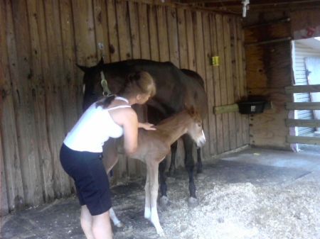 New foal  6-20-09