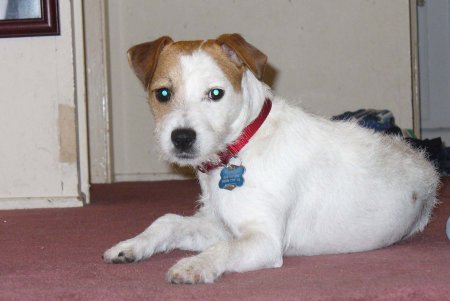 MY SON'S JACK RUSSEL TERRIER.