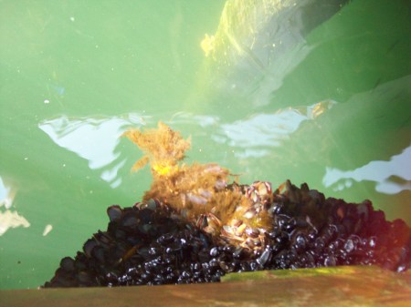 Mussels, herring, and a starfish at GIC dock