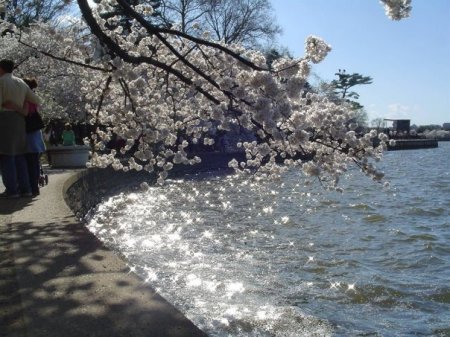 DC Cherry Blossoms