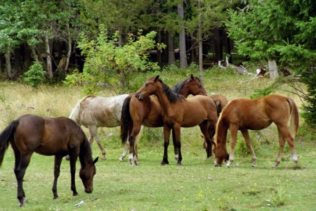 horses on my British Columbia ranch