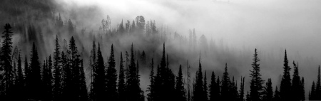 trees in mist- SA
